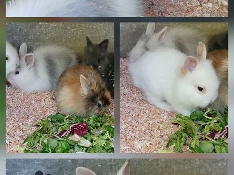 Lapin nain 40 24410 Festalemps