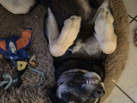 A placer contre bons soins SANS ENFANTS 0 38130 �chirolles