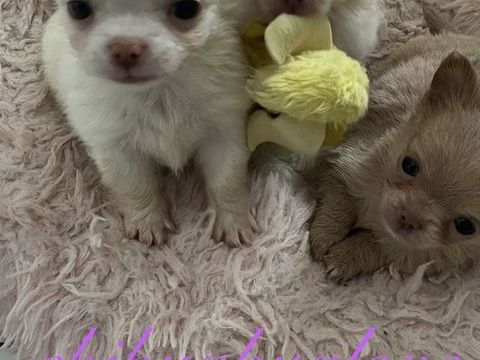 somptueux chiots  chihuahuas poils long 2500 49000 Angers