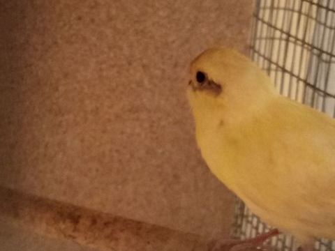 Kakariki 100 15210 Ydes