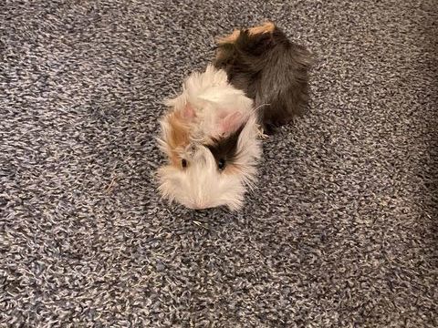 Cochon d'Inde 15 31600 Muret