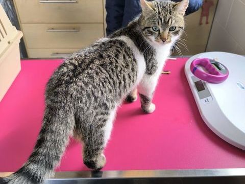 Chaton m&acirc;le 10 mois tigr&eacute; et blanc 0 27220 La boissi�re