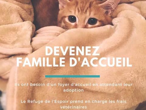 famille d'accueil chatons 0 26700 Pierrelatte