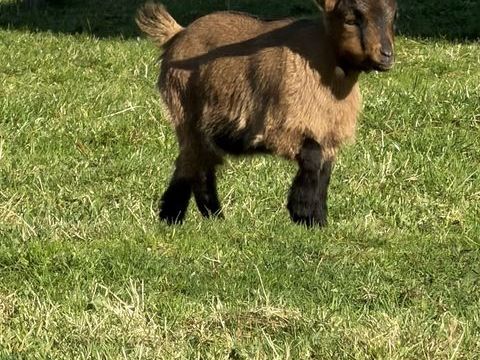 Chevrette naine, dispo au 15/1/26 aura 3 mois 99 33480 Sainte-h�l�ne