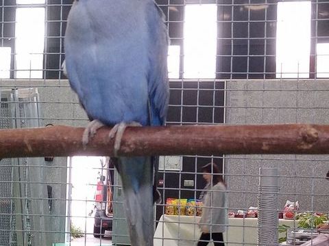 Perruche &agrave; collier violet m&acirc;le 200 38110 Dolomieu