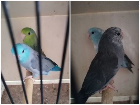 Perruches moineaux 0 62390 Auxi-le-ch�teau