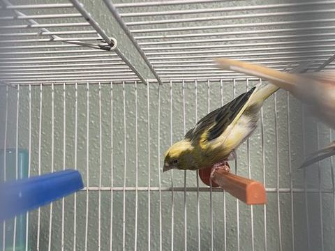 Canari mâle ou femelle  30 74300 Cluses