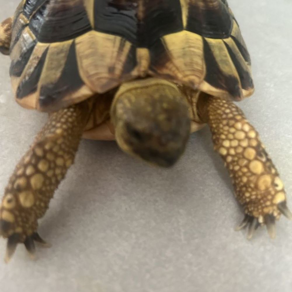   Tortues terrestre Femelle 
