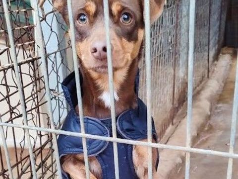 NEON, petit chien d'1 an adorable 315 24140 Douville