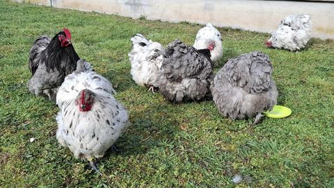 Oeufs f&eacute;cond&eacute;s Orpington GR bleu noir splash 1 42820 Ambierle