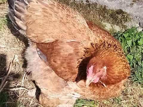 Oeufs f&eacute;cond&eacute;s de poules d'ornements
1 65150 Saint-laurent-de-neste