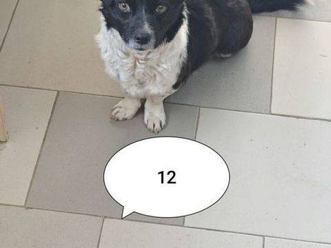 Rimini &agrave; l'adoption 300 84000 Avignon