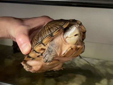 Tortues d'eau  (sternotherus carinatus) 50 95120 Ermont