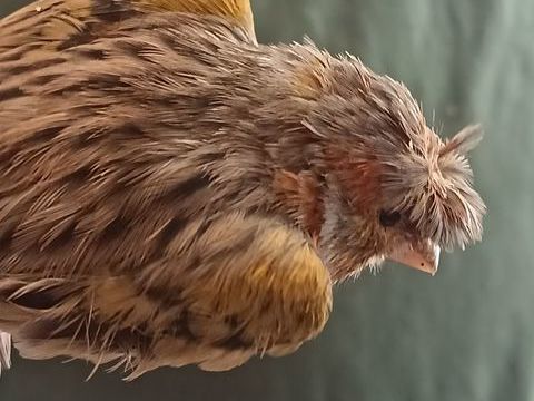 Canari arlequin portugais 30 59223 Roncq
