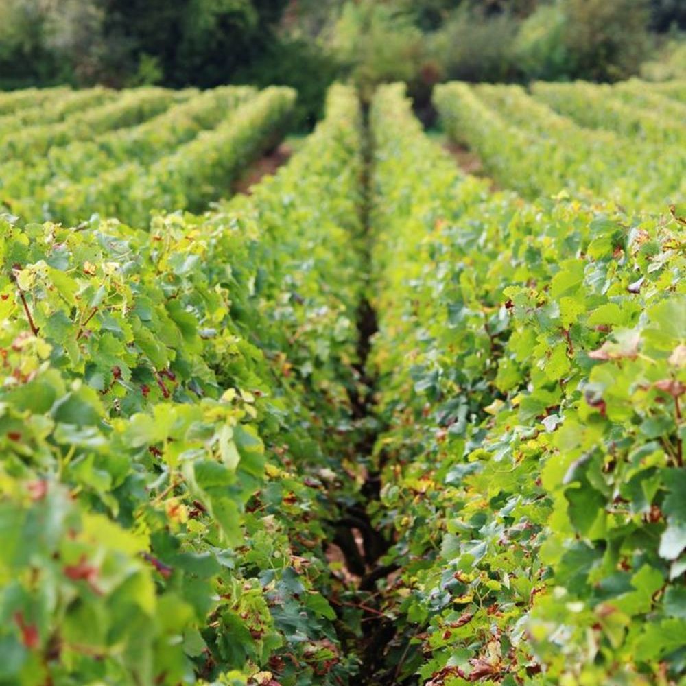 � vendre  Propri�t�/ch�teau Saint-Andr�-de-Cubzac (33240)