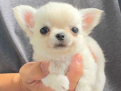 Magnifiques chiots Chihuahua Long poils 430 33000 Bordeaux
