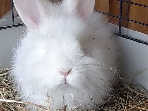 Angela lapine angora blanche adulte 35 34160 Galargues