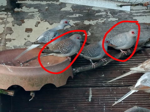 couples colombe diamant 10 17430 Champdolent