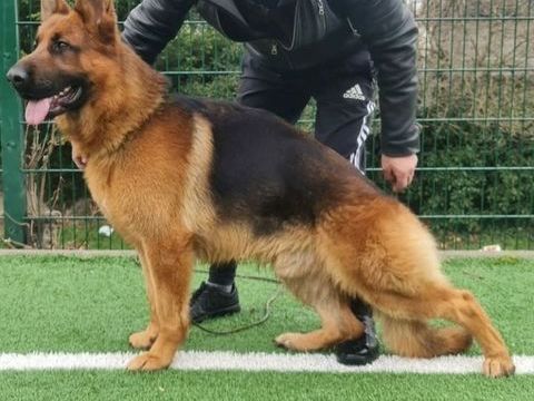 Disponible pour saillies 300 39100 Brevans
