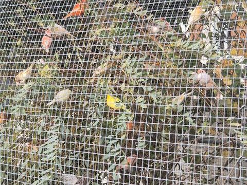 Canaris de 2024 et 2025 
30 51150 Aulnay-sur-marne