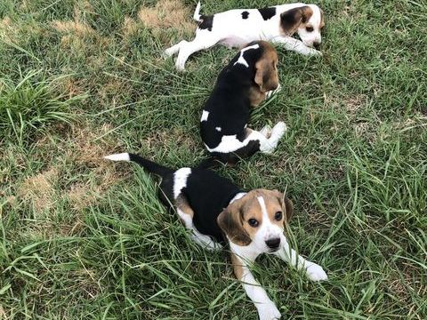 Adorables chiots Beagle Tricolore m&acirc;les 550 30360 Ners