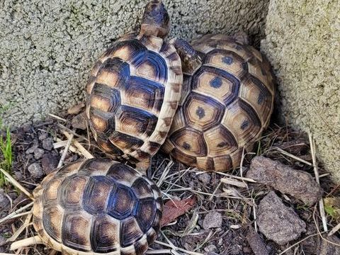 RECHERCHE TORTUES FEMELLES ADULTES 0 31700 Blagnac