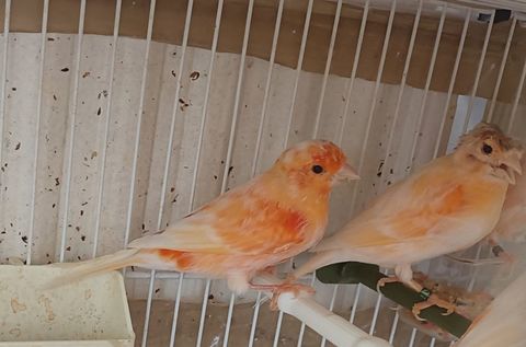 Deux Couple canari 77 65 77600 Bussy-saint-georges