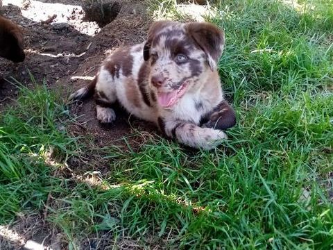 Un labrador extra-ordinaire 850 56350 Saint-jean-la-poterie