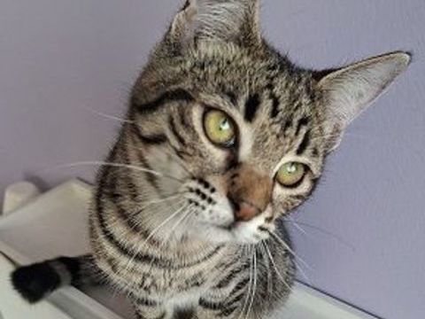 LUKE CHATON TIGRE 6 MOIS 225 92260 Fontenay-aux-roses