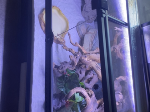 Terrarium reptile 150 93140 Bondy