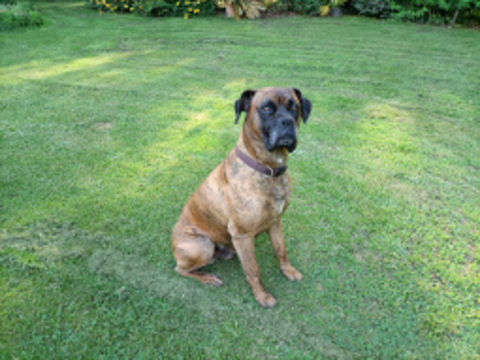 Boxer bringé pour saillie 0 40000 Mont-de-marsan