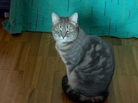 Maddy, jolie minette de 2 ans 0 49150 Fouger�