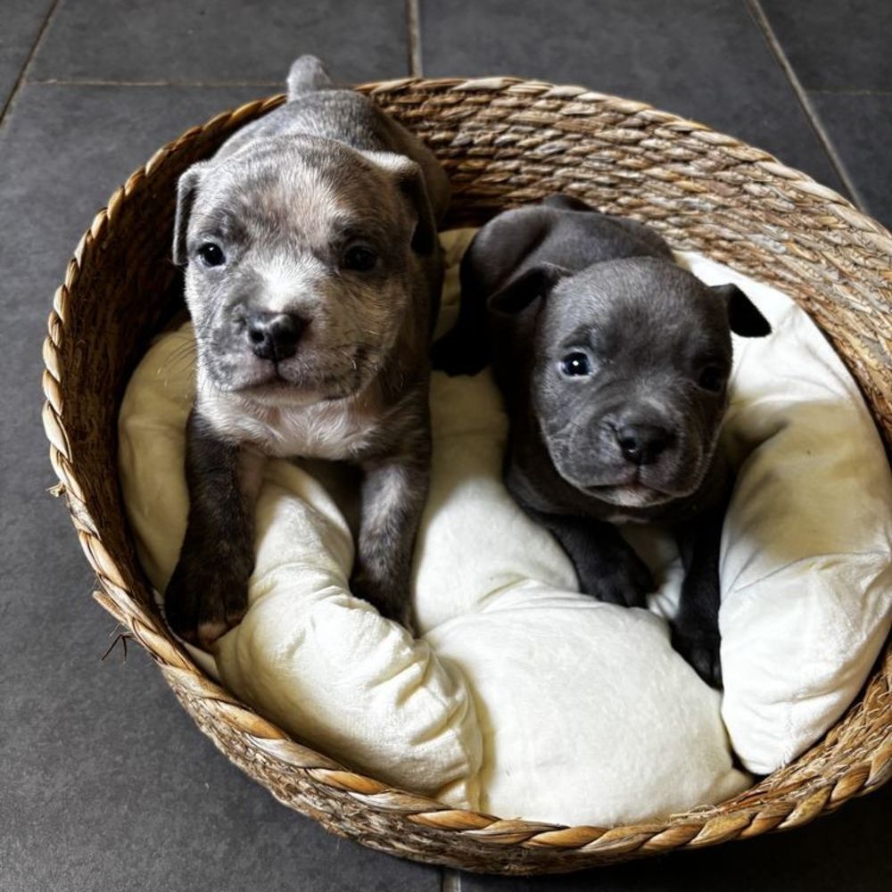   American Bully pocket  