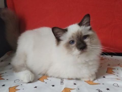 MALE SACRE DE BIRMANIE 950 86190 Chalandray