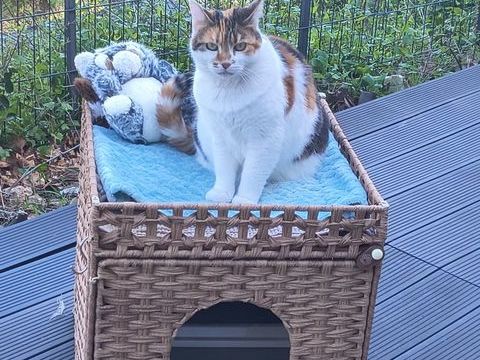 Donne chatte 0 06190 Roquebrune-cap-martin