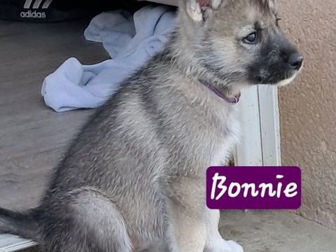 Chiots type husky sib&eacute;rien 600 42500 Le chambon-feugerolles