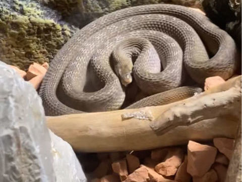 Bonjour je me s&eacute;pare de mon dasypeltis gansi femelle 50 13008 Marseille