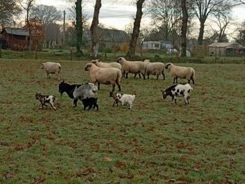 jeunes chevreaux i 50 53810 Chang�