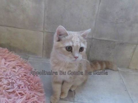 Chaton disponible à la réservation Type Exotic shorthair 660 10700 Trouans