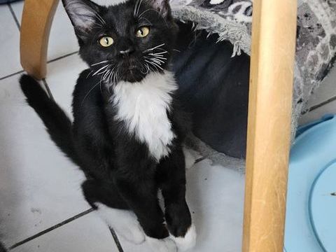 Chatons a l adoption 1000 66280 Saleilles