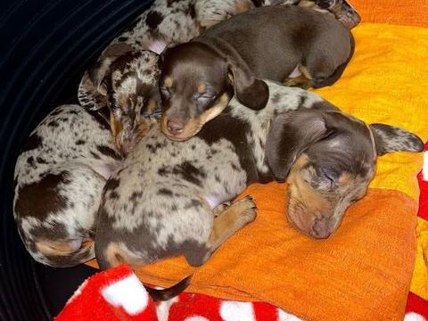 Chiots Teckel nain arlequin 1950 77890 Beaumont-du-g�tinais