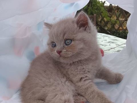 Magnifiques chatons British shorthair NON Loof 990 17460 Rioux