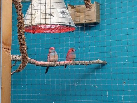 Cordon bleu 0 01300 Brgnier-cordon