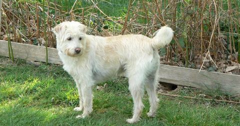 Shiro, chien crois&eacute; Jack Russell de 5 ans &agrave; adopter 250 35550 Saint-just