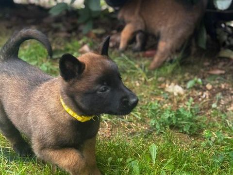 SUPERBE CHIOT MALINOIS LOF 900 42000 Saint-tienne