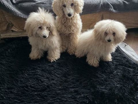 Caniche 500 78500 Sartrouville