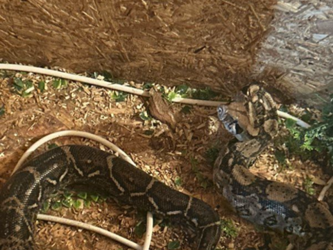 boa et lézard 150 56330 Pluvigner