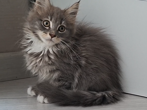 chaton m&acirc;le Maine Coon LOOF 950 83000 Toulon