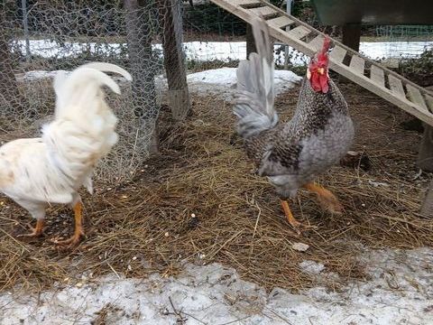 Je deux magnifiques coqs 40 73200 Mercury