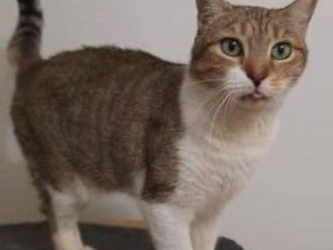 AMANDE 115 95420 Saint-gervais